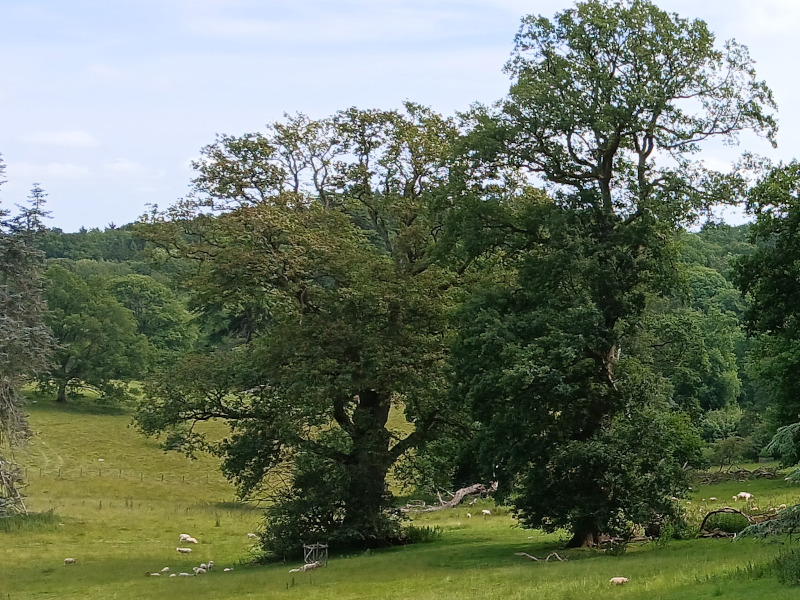 Wood-pasture and parkland