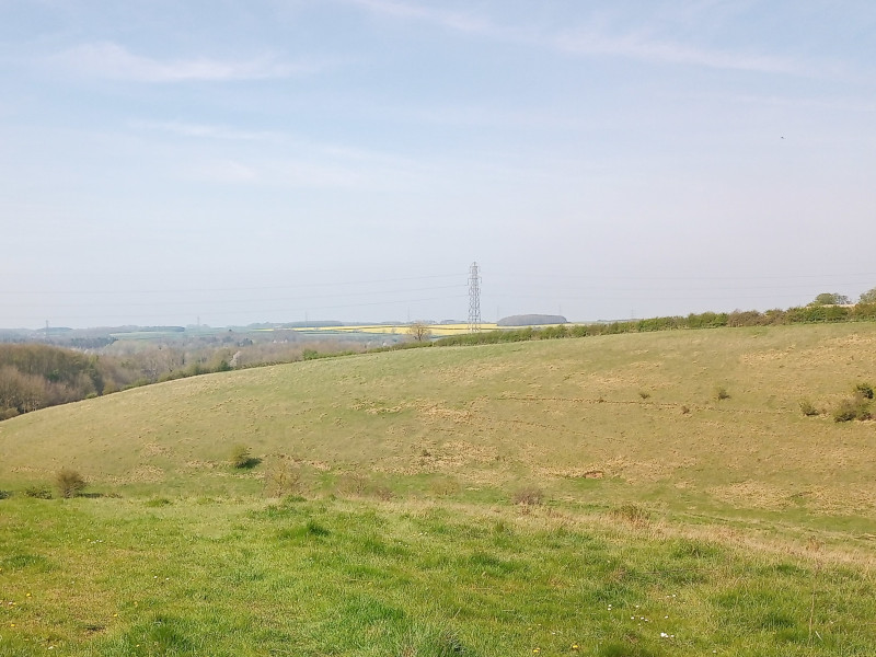 Calcareous grassland