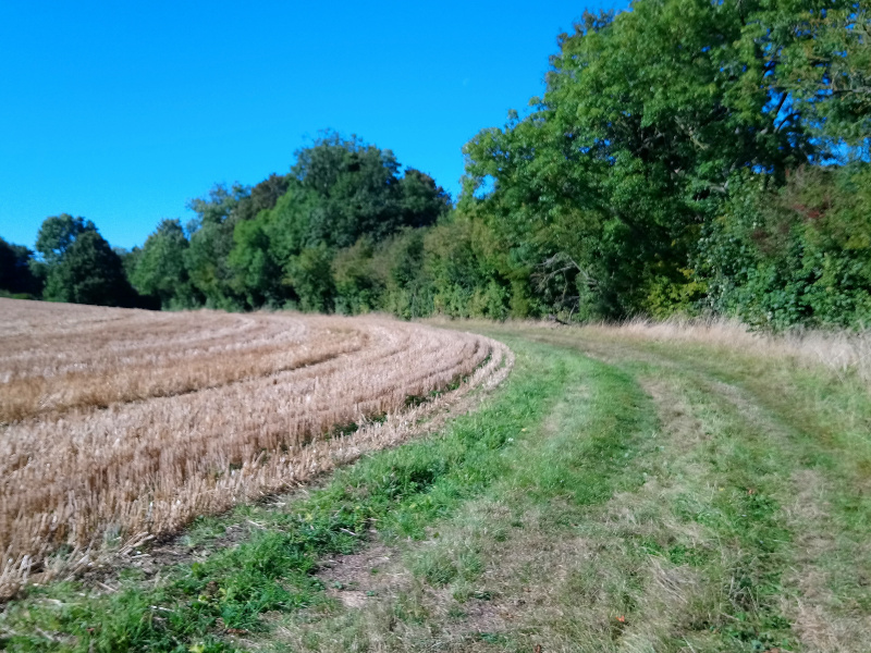 Arable field margins