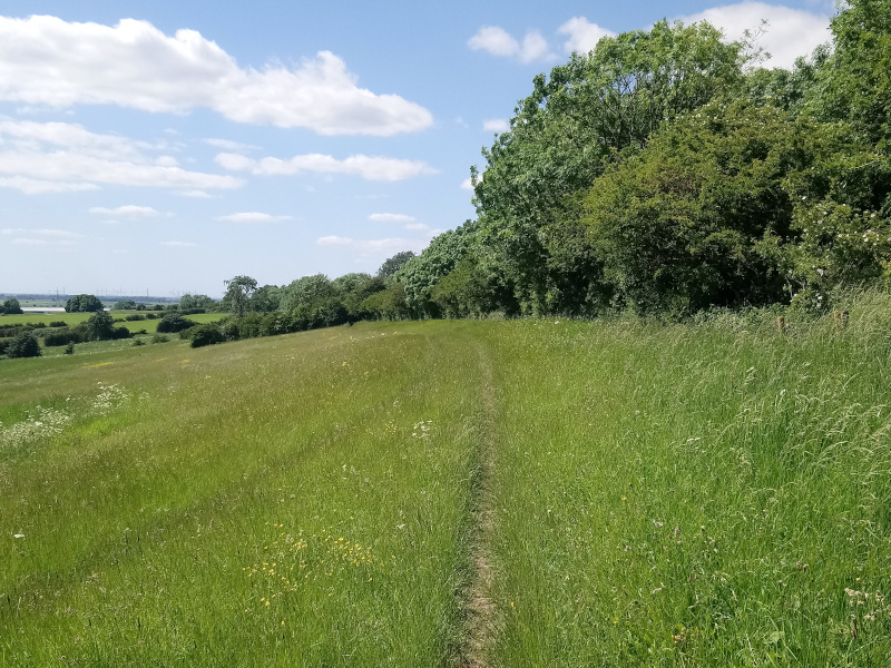 Semi-improved grassland