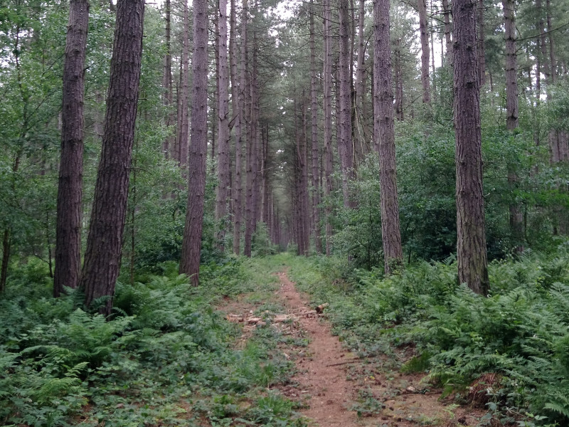 Coniferous plantations