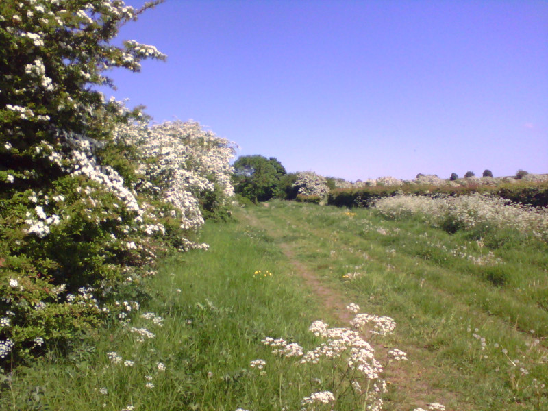 Hedgerows