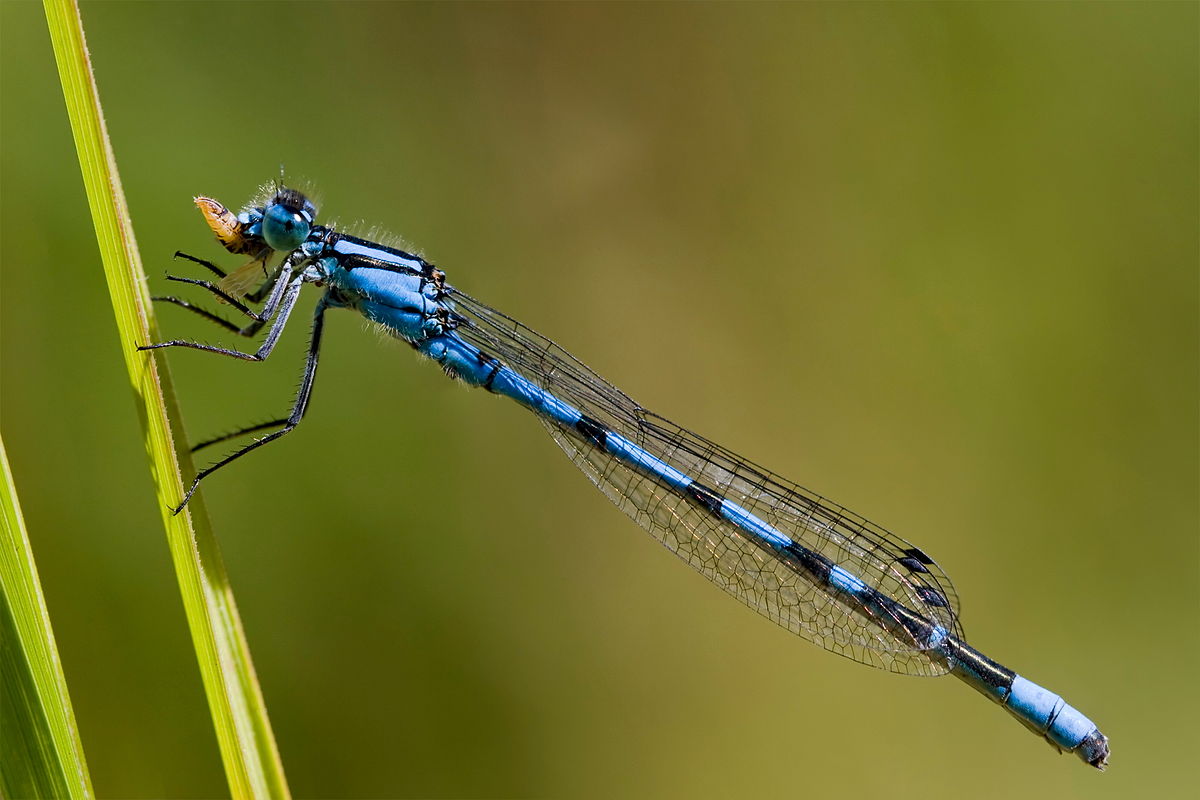 L. B. Tettenborn, licensed under the Creative Commons Attribution-Share Alike 3.0 Unported license.