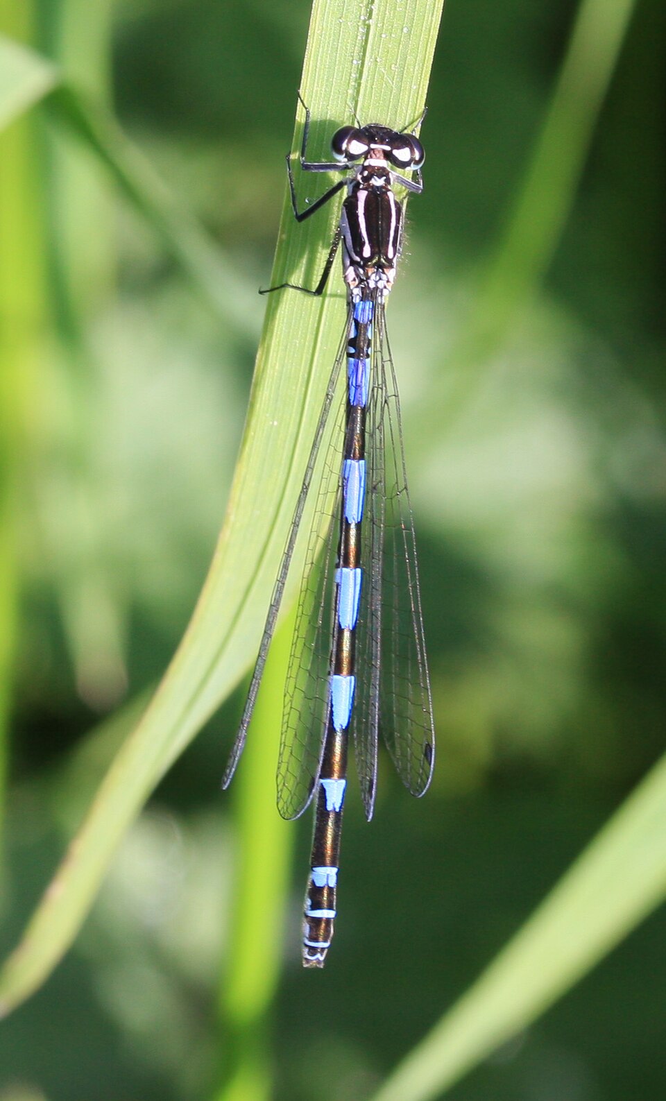 Hugh Venables, licensed under the Creative Commons Attribution-Share Alike 2.0 Generic license.