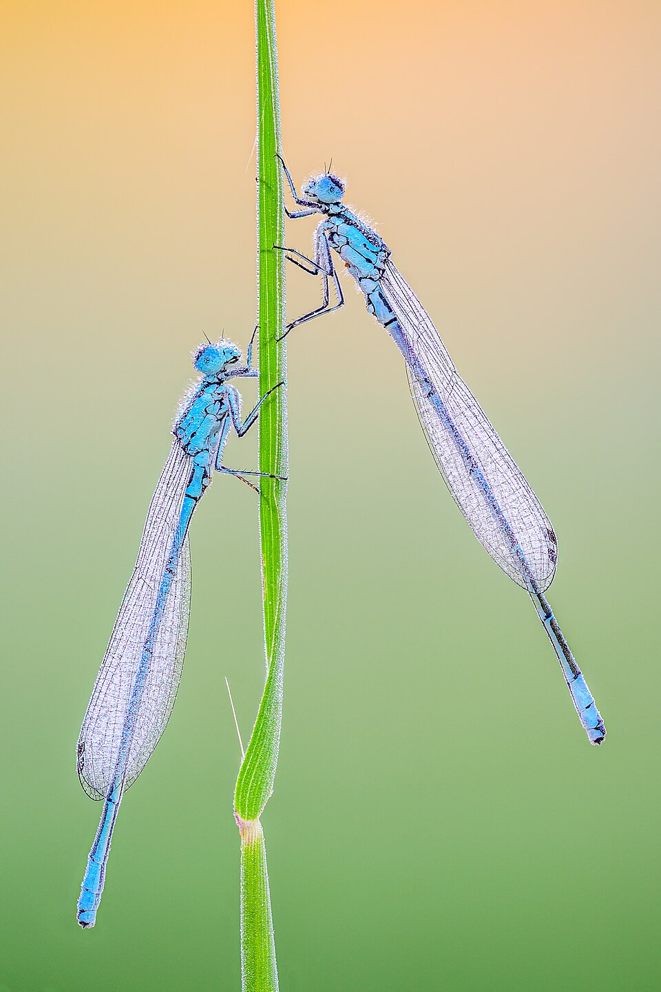 Stephan Sprinz, licensed under the Creative Commons Attribution 4.0 International license.