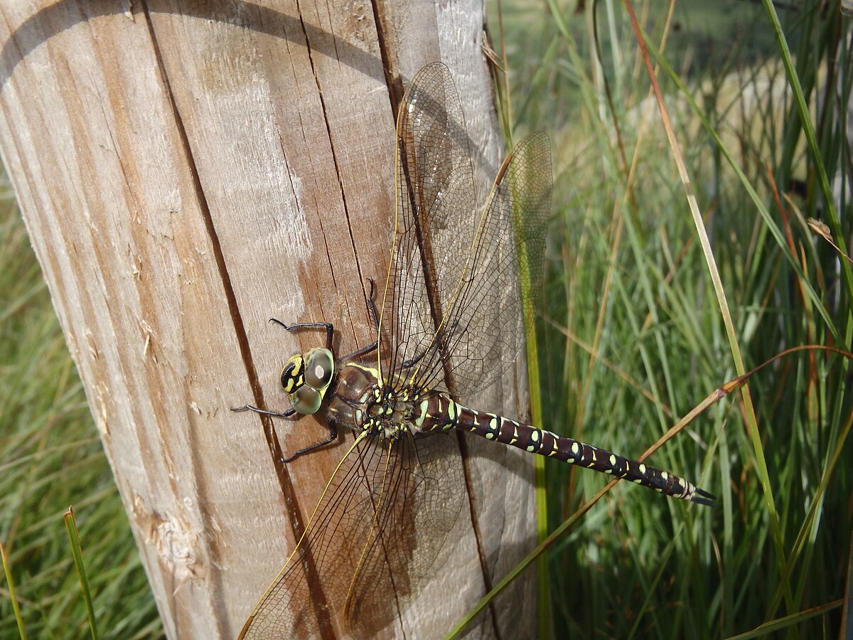 Michael Graham, licensed under the Creative Commons Attribution-Share Alike 2.0 Generic license