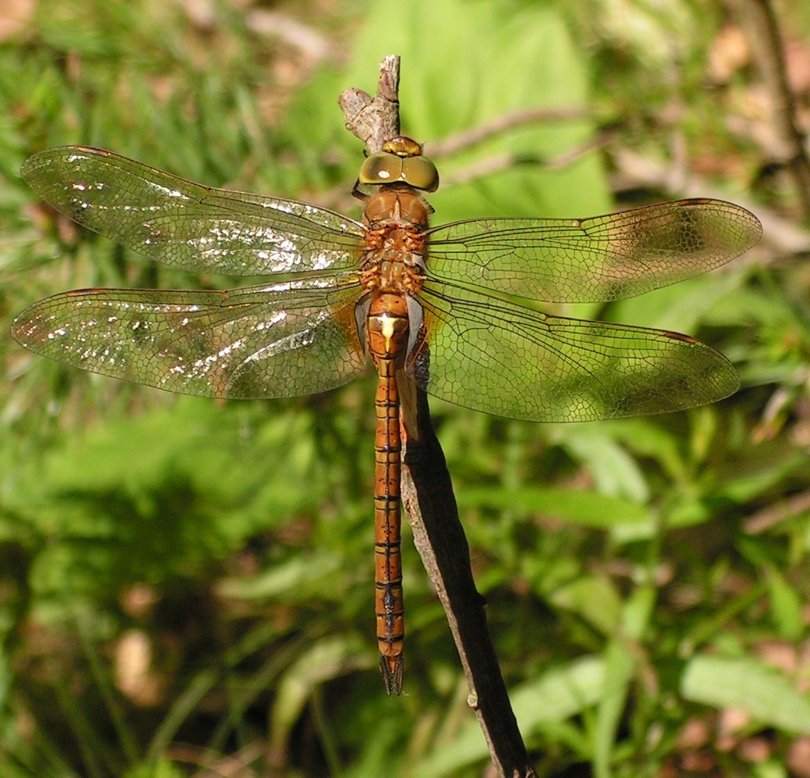 Marcin Kutera, licensed under the Creative Commons Attribution-Share Alike 3.0 Unported license.