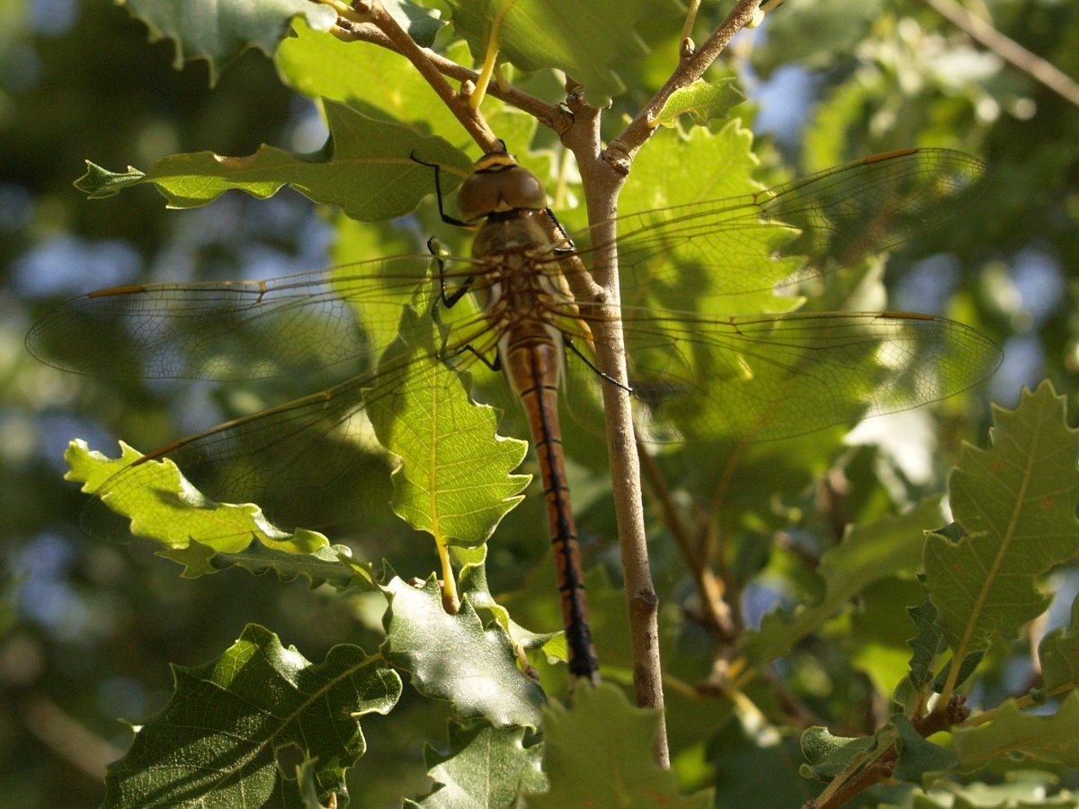 Fturmo, licensed under the Creative Commons Attribution-Share Alike 4.0 International license.